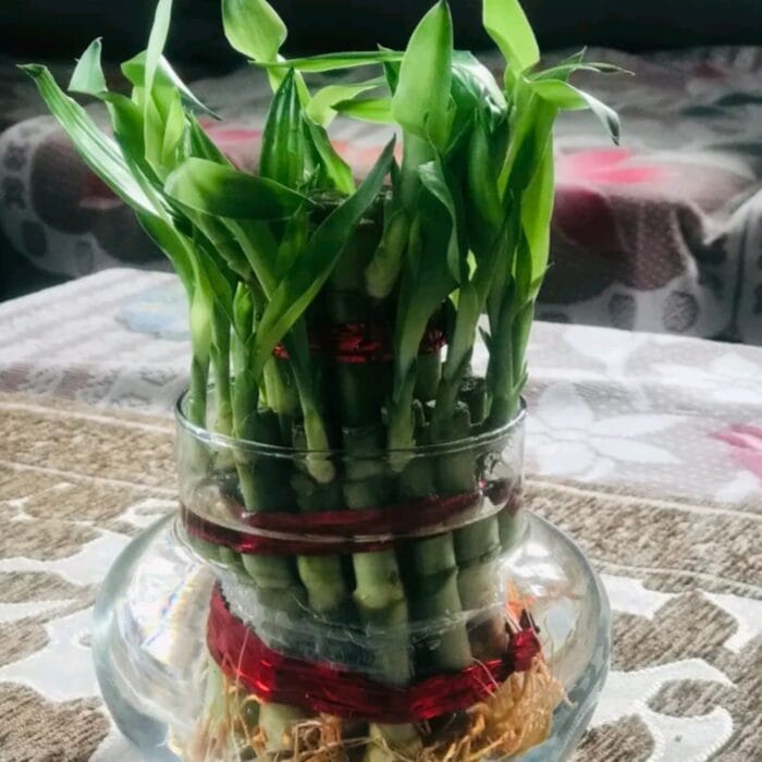 Lucky Bamboo Plant with Pot – A Symbol of Good Luck & Prosperity | Giftkadai.in