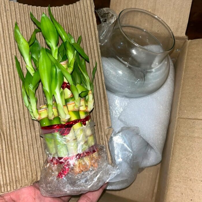 Lucky Bamboo Plant with Pot – A Symbol of Good Luck & Prosperity | Giftkadai.in