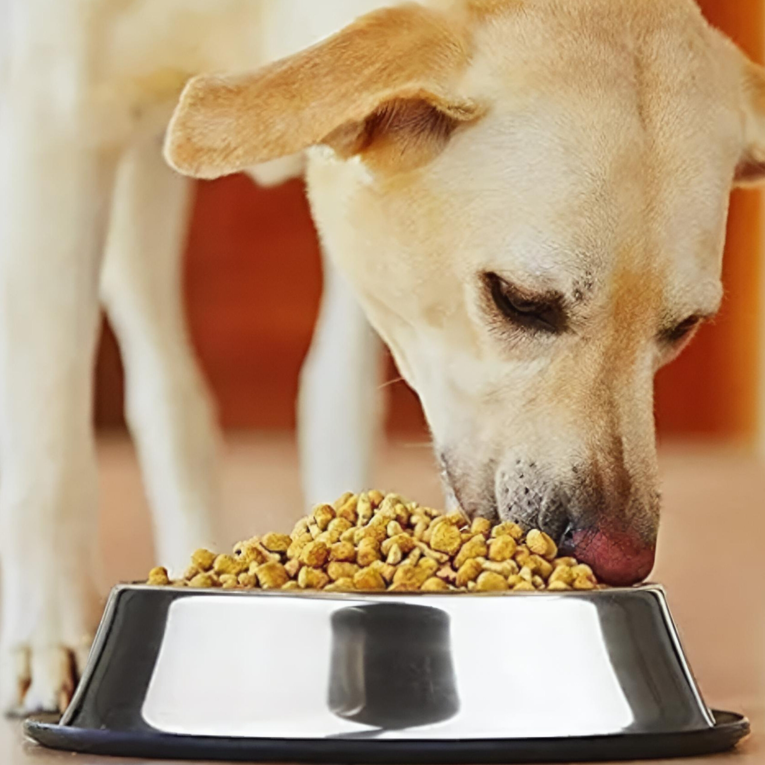 Dog food bowl Premium Dog Bowl - Image 1